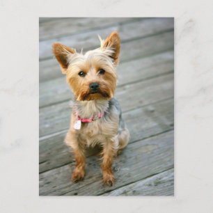 Cartão Postal Yorkshire Terrier Puppy - jjhelene design