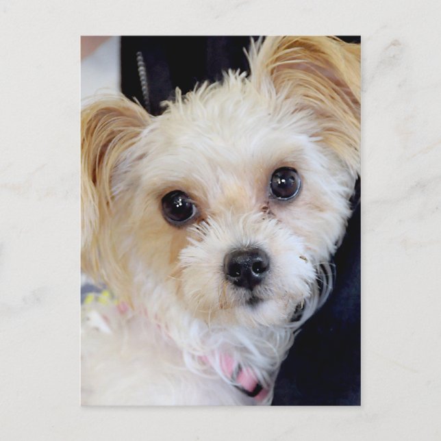 Cartão Postal Yorkshire (Yorkie)/Shih Tzu Postcards (Frente)