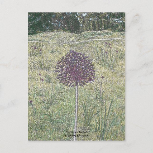 Cartão Postal Yorktown Onion (Frente)