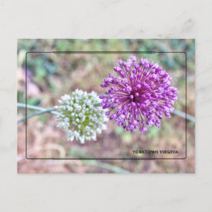 Cartão Postal Yorktown Onion Postcard - Virgínia Histórica