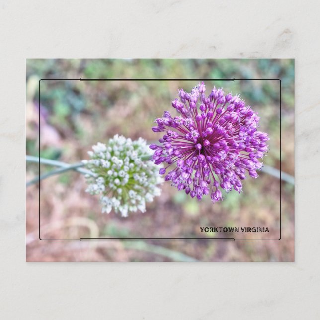 Cartão Postal Yorktown Onion Postcard - Virgínia Histórica (Frente)