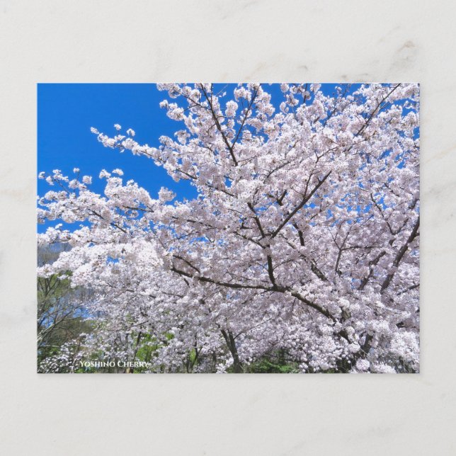 Cartão Postal Yoshino Cherry (Frente)