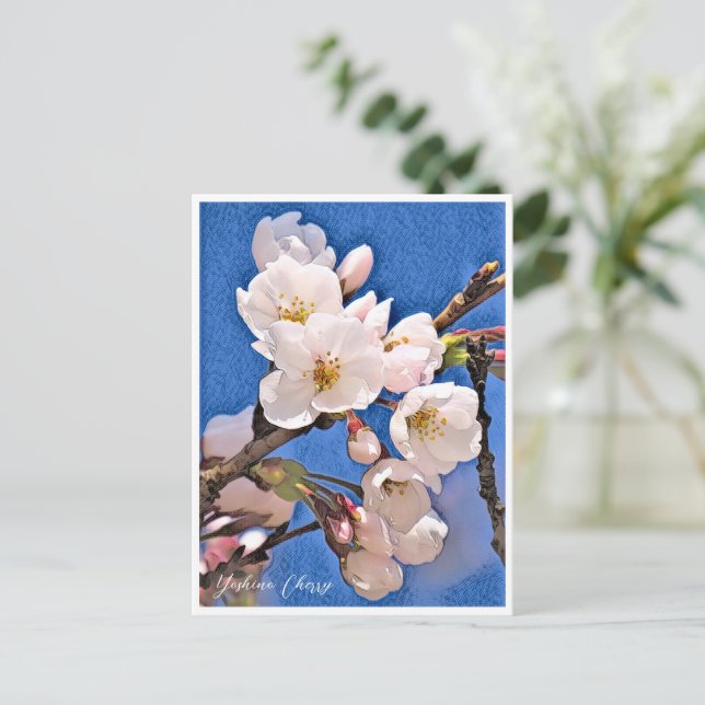 Cartão Postal Yoshino Cherry (Em pé/Frente)