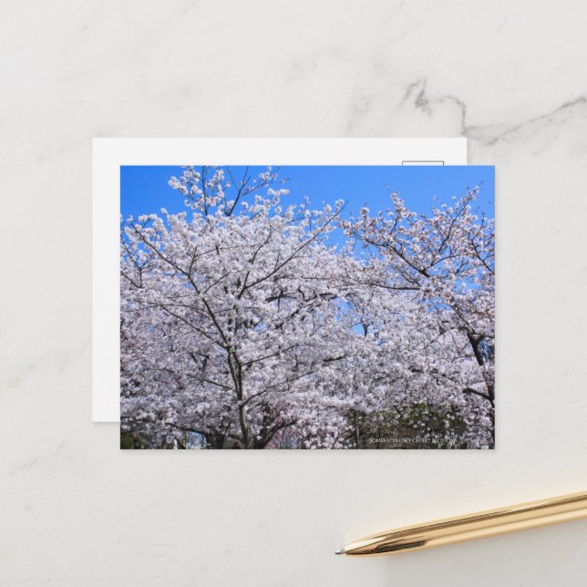 Cartão Postal Yoshino Cherry (Frente/Verso In Situ)