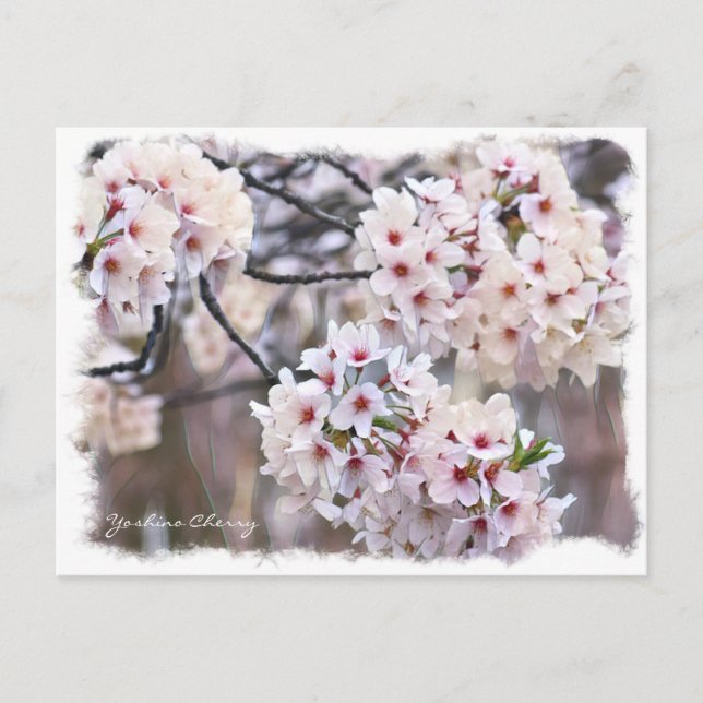 Cartão Postal Yoshino Cherry ポストカード (Frente)
