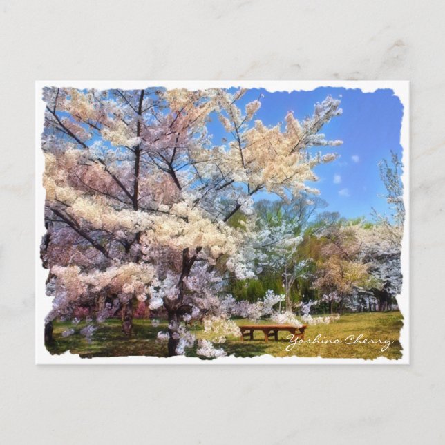Cartão Postal Yoshino Cherry ポストカード (Frente)
