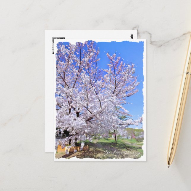 Cartão Postal Yoshino Cherry ポストカード (Frente/Verso In Situ)
