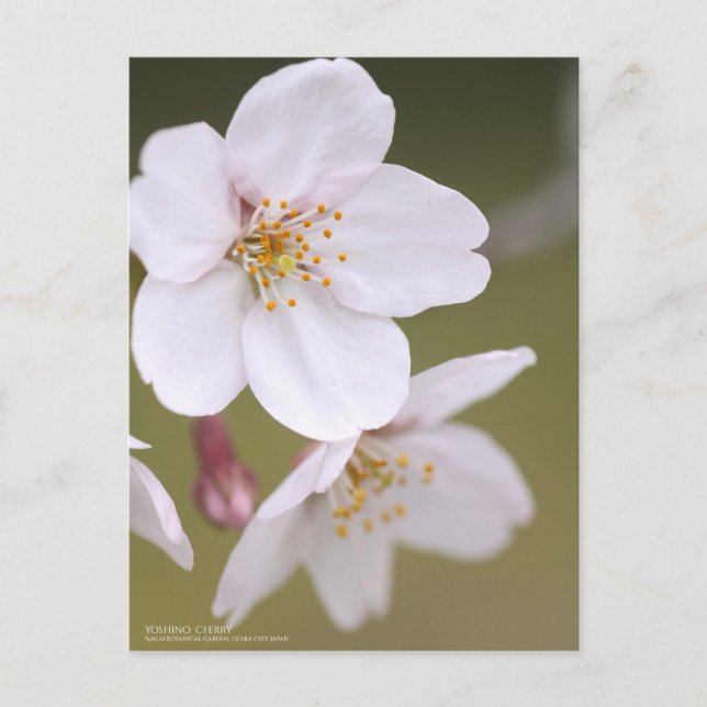 Cartão Postal Yoshino Cherry:Cartão postal (Frente)