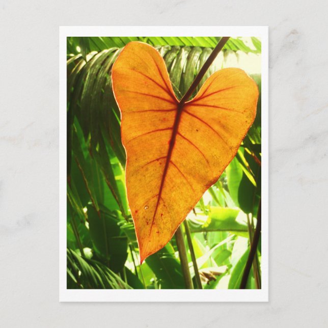 Cartão Postal "You Are Loved" (Frente)