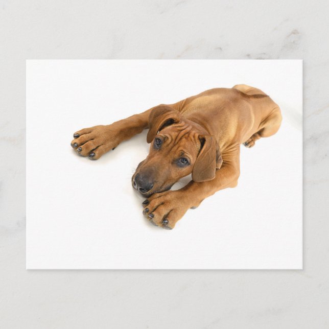 Cartão Postal yound Rhodesian ridgeback (Frente)
