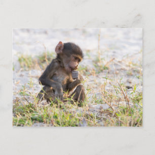 Cartão Postal Young Baboon