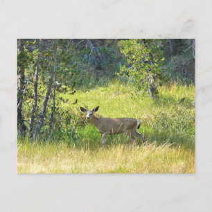 Cartão Postal Young Buck em Yosemite, CA