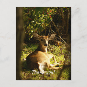 Cartão Postal Young Buck No Prado Obrigado