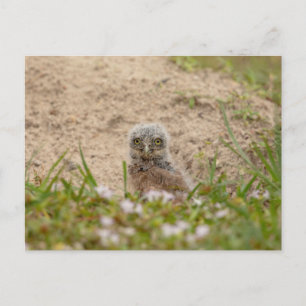 Cartão Postal Young Burrowing Owl na Flórida
