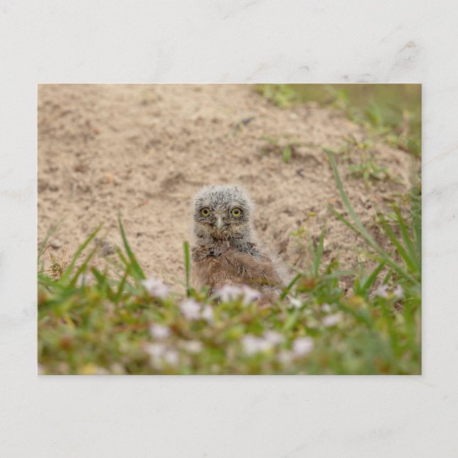 Cartão Postal Young Burrowing Owl na Flórida (Frente)