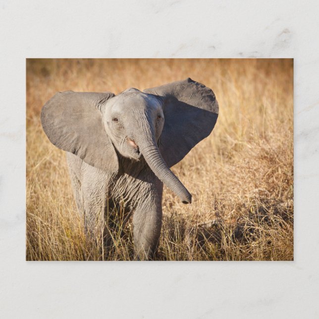 Cartão Postal Young Bush Elephant (Frente)