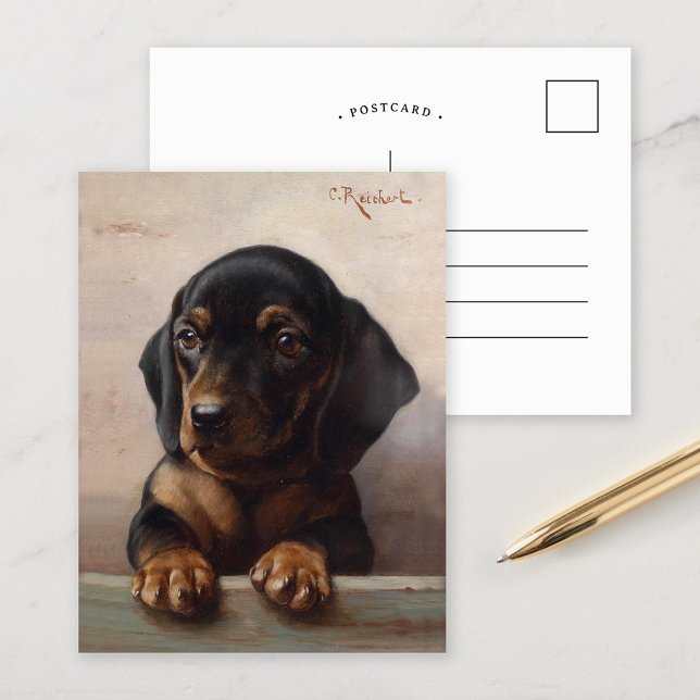 Cartão Postal Young Dachshund | Carl Reichert (Criador carregado)