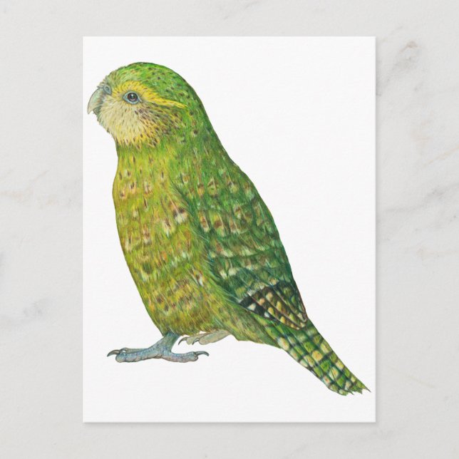 Cartão Postal Young Female Kakapo (Frente)