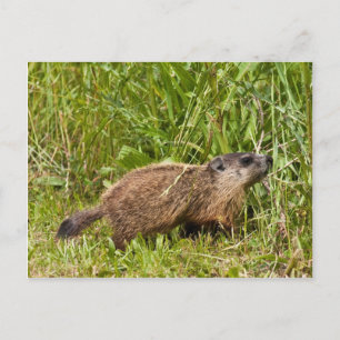Cartão Postal Young Groundhog