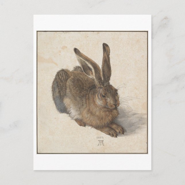 Cartão Postal Young Hare por Albrecht Durer (Frente)