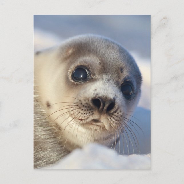 Cartão Postal Young Harp Seal (Frente)