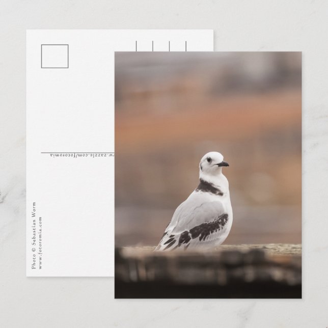 Cartão Postal Young Kittiwake Nature Photo (Frente/Verso)