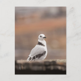 Cartão Postal Young Kittiwake Nature Photo