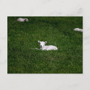 Cartão Postal Young Lamb