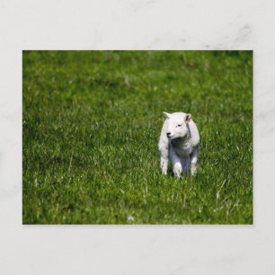 Cartão Postal Young Lamb