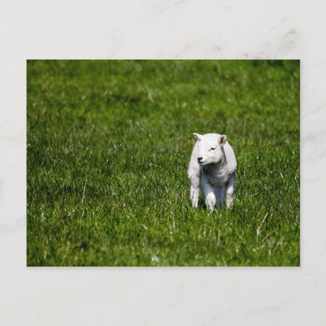 Cartão Postal Young Lamb (Frente)
