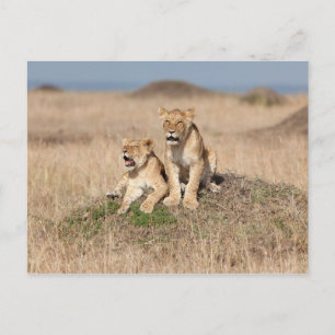 Cartão Postal Young lions