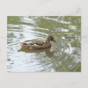 Cartão Postal Young Mallard Duck - Roath Park Lake, Cardiff, Rei