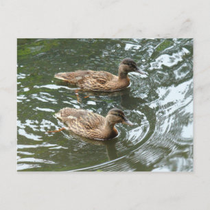 Cartão Postal Young Mallard Ducks