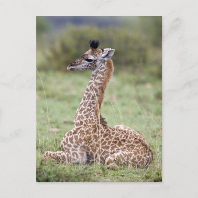 Cartão Postal Young Masai Giraffe (Giraffa camelopardalis) (Frente)