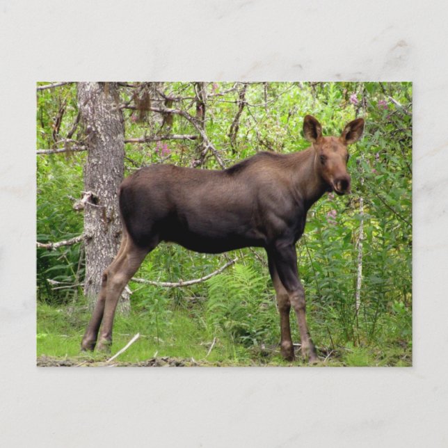 Cartão Postal Young Moose (Frente)