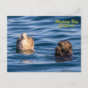 Cartão Postal Young Otter Monterey Bay, California Postcard