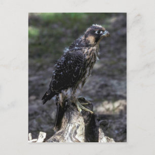 Cartão Postal Young Peregrine Falcon