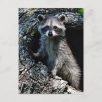 Young Raccoon
