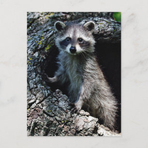 Cartão Postal Young Raccoon