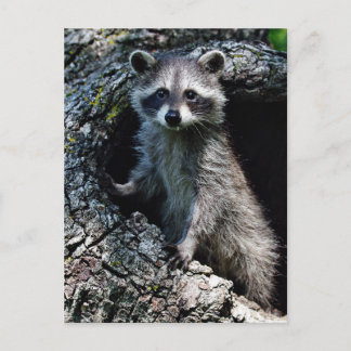 Cartão Postal Young Raccoon
