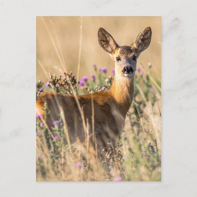 Cartão Postal Young Roe Deer em Meadow (Frente)