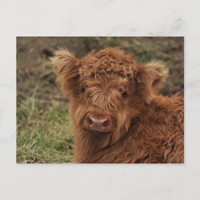 Cartão Postal Young Scottish Highlander (Frente)