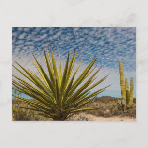 Cartão Postal Yucca No Deserto, México