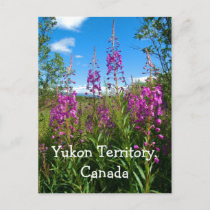 Cartão Postal Yukon Fireweed
