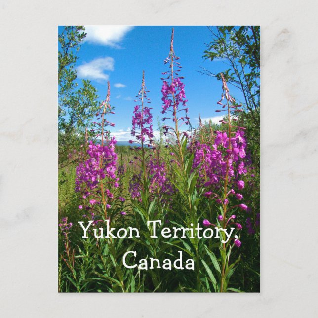 Cartão Postal Yukon Fireweed (Frente)