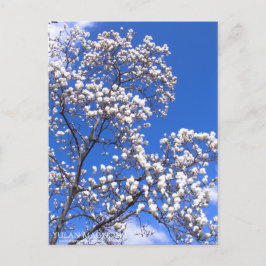 Cartão Postal Yulan Magnolia: Cartão-postal