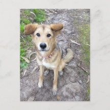 Yume - Female Dog - Akita & German Shepherd - PT