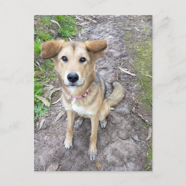 Cartão Postal Yume - Female Dog - Akita & German Shepherd - PT (Frente)