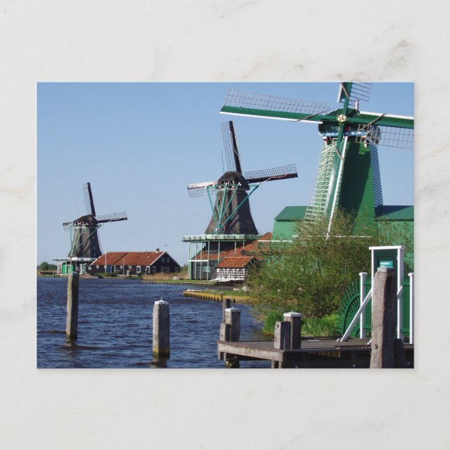 Cartão Postal Zaanse Schans Moinhos de vento holandeses em verde (Frente)