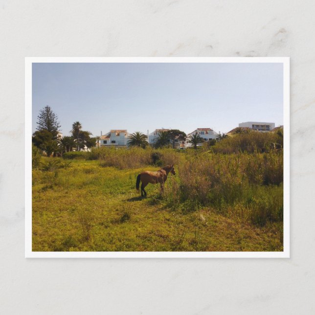 Cartão Postal Zahara de los Atunes, Andaluzia (Espanha) (Frente)